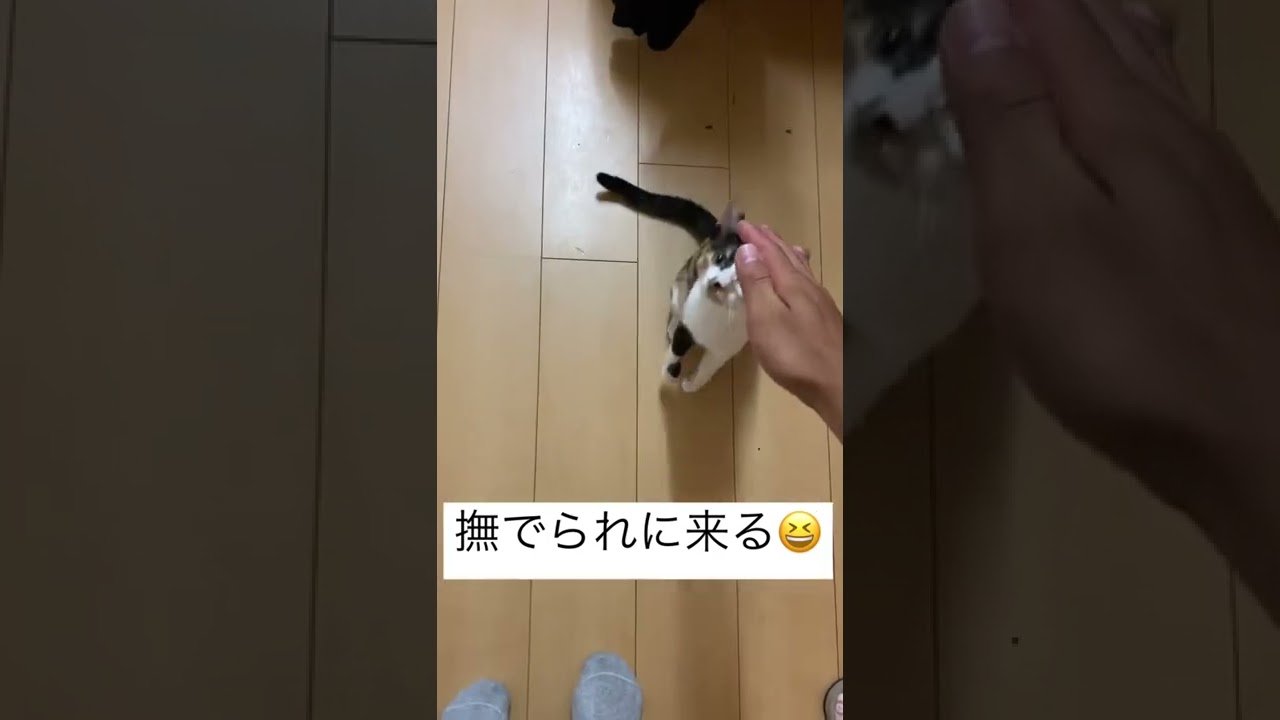 1768773832_maxresdefault-9871504-7175603-jpg